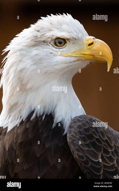 An American Bald Eagle Portrait Stock Photo Alamy
