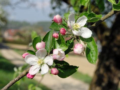While the occasional bite of a tree likely won't hurt your dog, if he's consistently … can you take dogs to joshua tree? Apple Tree Flowers © French Moments - French Moments
