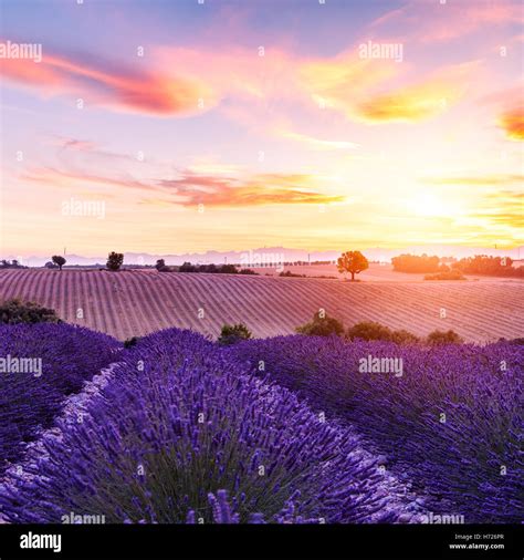 Lavender Field Summer Sunset Landscape Near Valensoleprovencefrance