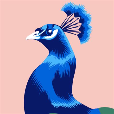 Peacock Vector Illustration Domestika