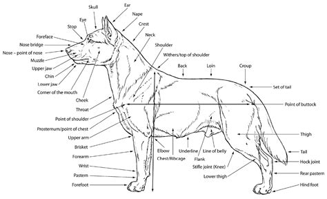 Before reading the body parts list, take a look at different human body systems so that it will be easier to understand how the body functions as a reproductive system: M. Douglas Wray: Dog Anatomy