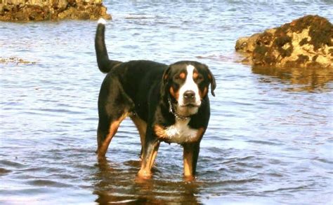 greater swiss mountain dog breed information  images krl