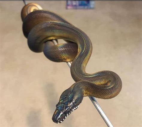 Snake Profile White Lipped Python With Photos