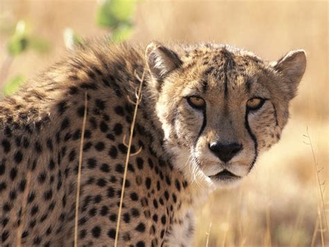 Cheetah Wallpaper and Background Image | 1600x1200 | ID:365008 ...