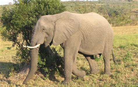 Four Facts About African Elephants We Bet You Didnt Know