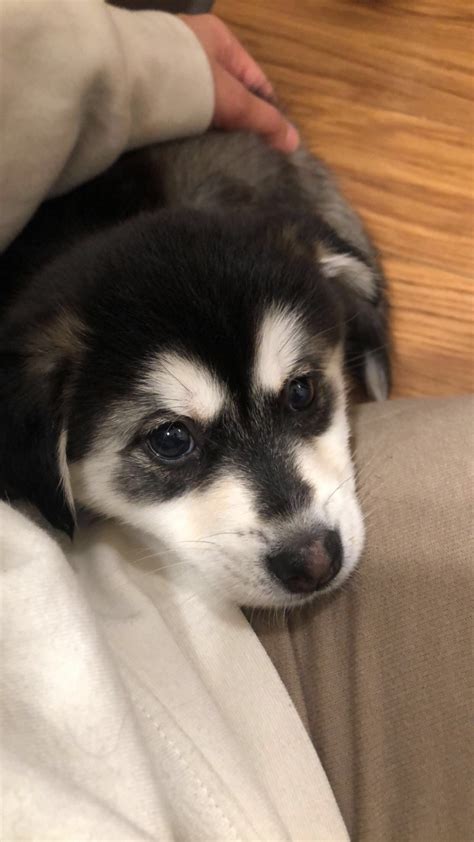 Browse the #1 most trusted seller of pomsky puppies. Pomsky Puppies For Sale | Sterling Heights, MI #318806