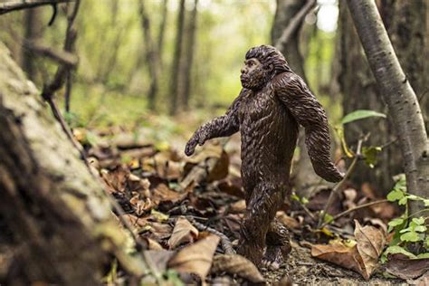 Man Photographs Possible Bigfoot In Iowa Journalnews