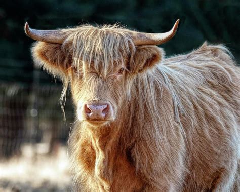 Cattle Photograph Blond Scottish Highland By Wes And Dotty Weber