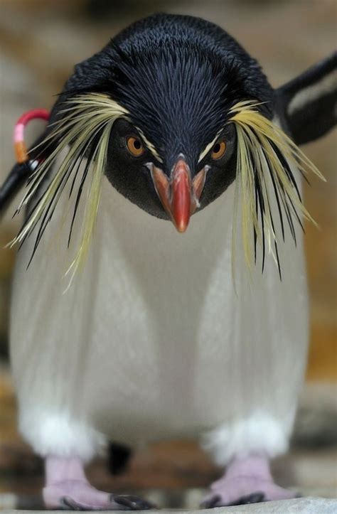 Rockhopper Penguin Doesnt Look Too Pleased With The Situation