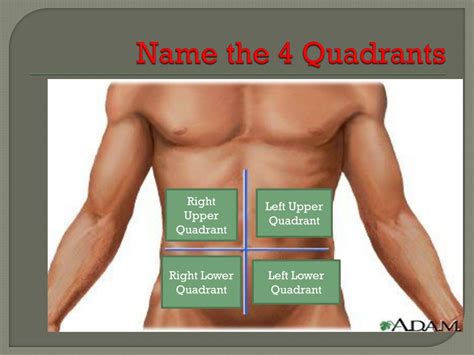 Ppt Anatomy And Physiology Review Powerpoint Presentation Free