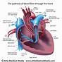 Heart Circuit Diagram