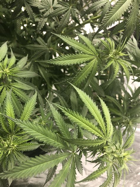 Should I top this plant? | Grasscity Forums - The #1 Marijuana ...