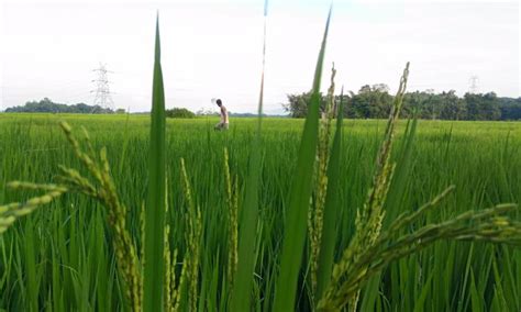 Pest fest on paddy fields | India Water Portal