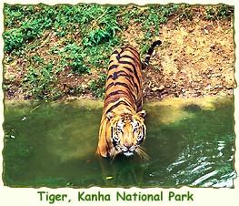 Kanha National Park Madhya Pradesh India Top Of India