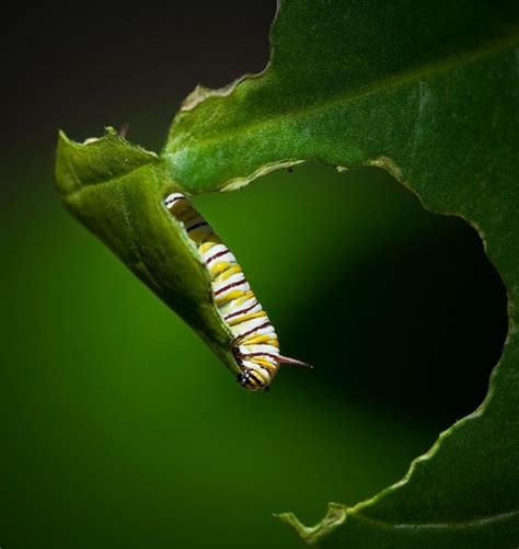 Baby Monarch Butterflies Are Cute Caterpillars Baby