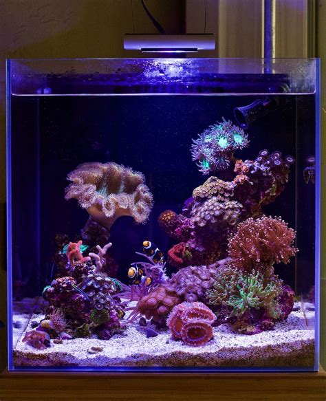 Justind823s 17 Gallon Nano Reef Cube Rebirth May 2019 Featured Reef