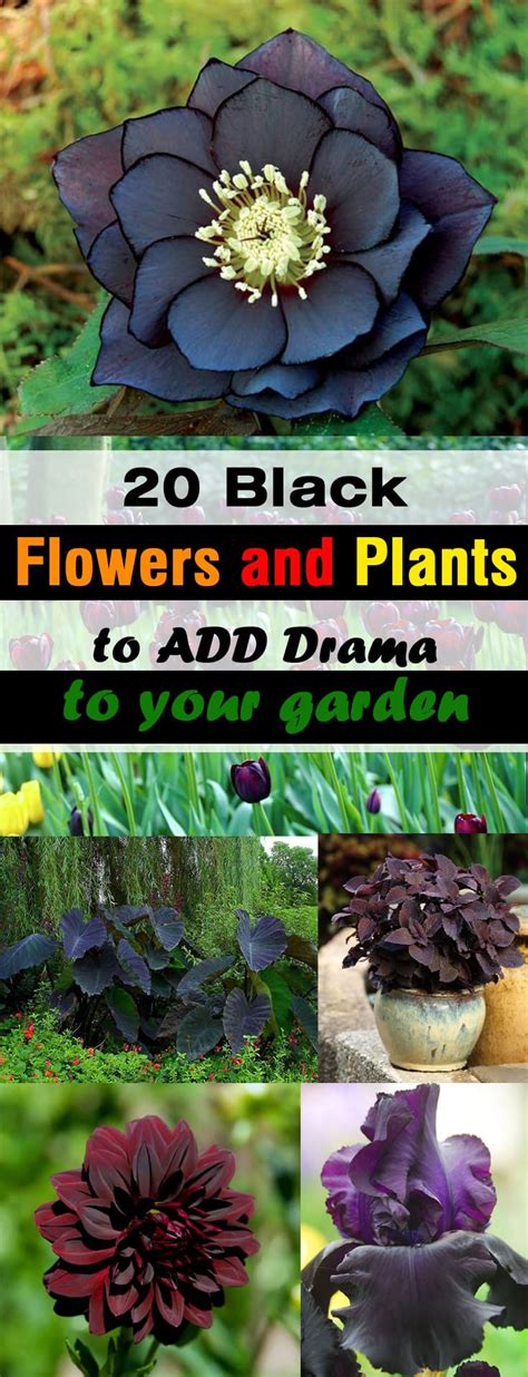 We have been planting more and more crops for the dwindling number of bees to pollinate. 20 BLACK Flowers And Plants to Add Drama To Your Garden ...