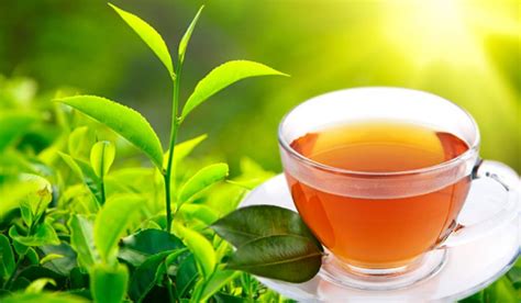 Sri Lankas Tea Exports Continue Decline