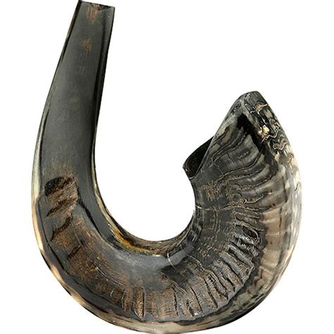 Dark Half Polished Rams Horn Shofar 15 16 Inches