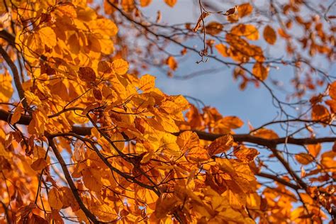 Birch Tree Aesthetic Fall Foliage Evening Sun Color Orange