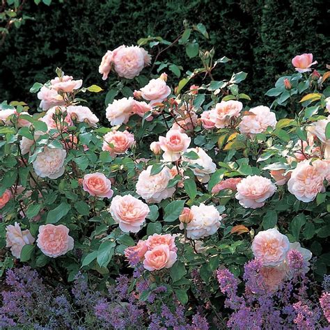 Grows in a compact, rounded, slightly arching shrub. Mary Magdalene - Most Fragrant English Roses - Fragrant ...