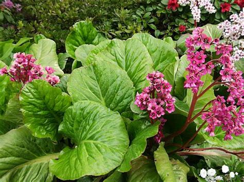 Bergenias How To Grow And Care For Heartleaf Bergenia Plants Garden
