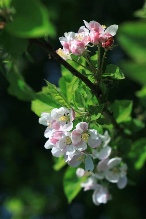 Apfelblüten - kostenlose Bilder download | titania foto