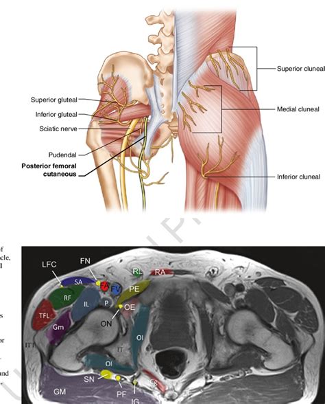 4 Anatomy Of The Buttocks And Pelvis Image By Springer Download Scientific Diagram