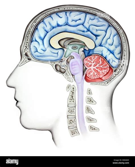 Anatomie Des Menschlichen Gehirns Cutaway Seitenansicht Gezeigt