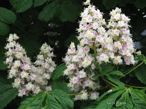 White Chestnut Gocce Orali 20 Ml Loacker Fiori Di Bach