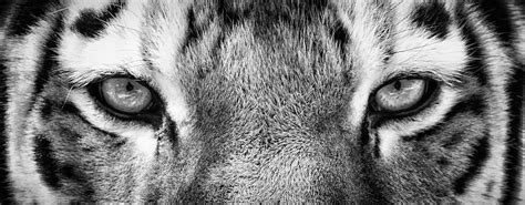 Close Up Of Siberian Tiger Eyes Stock Photo Download Image Now Istock