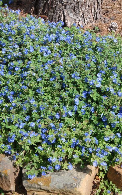 Blue Daze Amazing Blue Flowering Ground Cover Drought Resistant