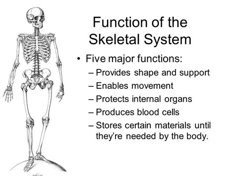 What Are Parts Of Our Skeletal System Socratic