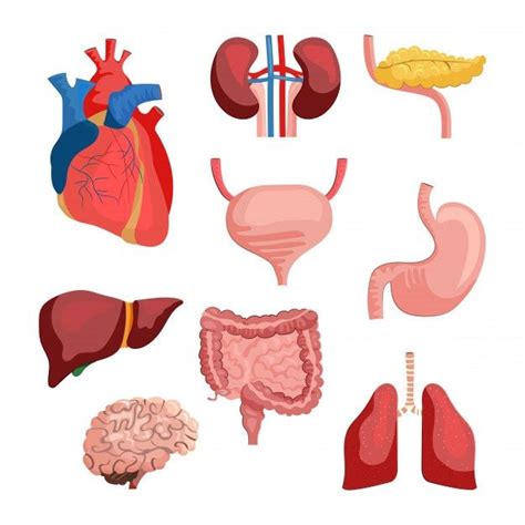 Various Types Of Human Organs Including The Heart Lungs And Livers
