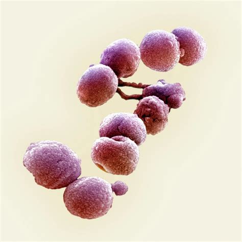 Streptococcus Pneumoniae Bacteria Photograph By Ami Images Science