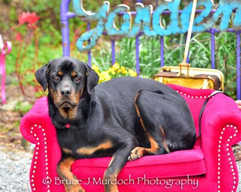 The mum is often mistaken for a male!!! Diesel Rottweiler Adult - Adoption, Rescue for Sale in Wake Forest, North Carolina Classified ...