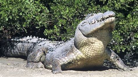 Giant Crocodile Caught On Photo Biggest Crocodile Youtube