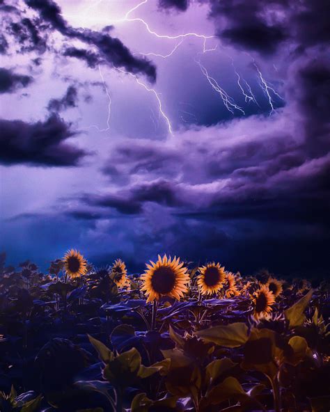 Lightning Flowers Sunflower Pictures Nature Aesthetic Sunflower Fields