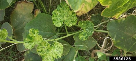 Cucumber Mosaic Virus CMV Cucumovirus Cucumber Mosaic Virus CMV