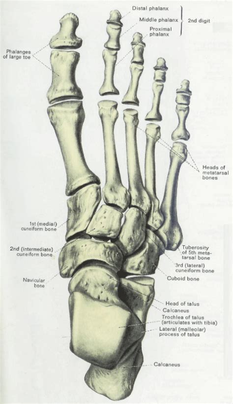 Leg Bone Diagram Nerves Of The Leg And Foot Interactive Anatomy