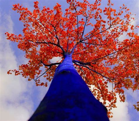Colorful Tree Avatar Tree Australian Artists Art Plastique Public