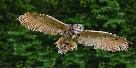 Stunning European Eagle Owl In Flight 720705 Stock Photo At Vecteezy