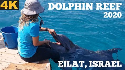 Fantastic Dolphin Reef 4k Eilat Israel Gopro Youtube
