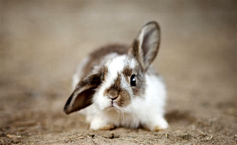 Comment Savoir Si Mon Lapin Nain Est Un Mâle Ou Une Femelle