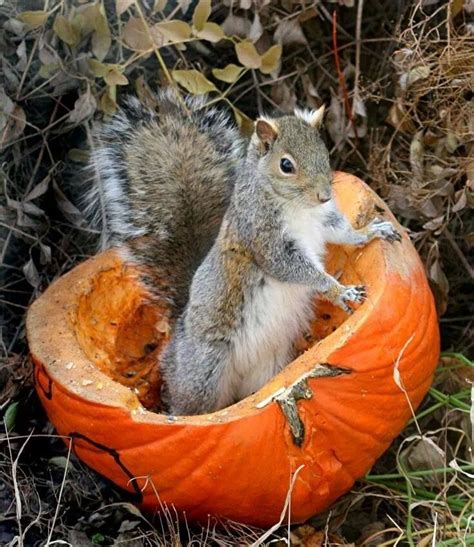 Nice Pic Every Year We Leave Our Pumpkins Out From Halloween And See