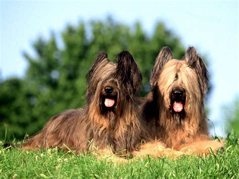 Briard Breed Guide Learn About The Briard