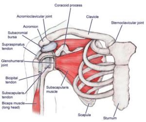 In the shoulder joint, the ligaments play a key role in stabilising the bony structures. What to Expect After Total Shoulder Replacement Surgery - Rehab U Practice Solutions