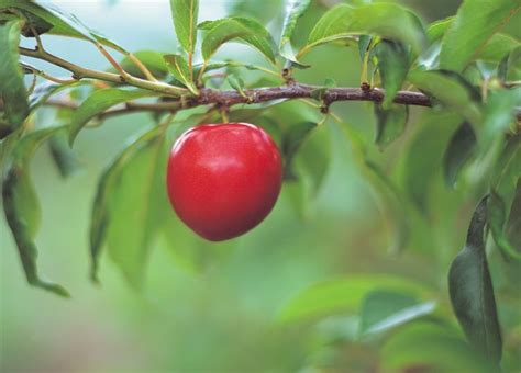 Which Fruit Trees Grow Best In Zone 8 Hunker