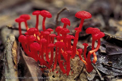 Mushrooms In The Rainforest All Mushroom Info