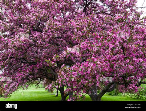 Flowering Trees Ontario Top 5 Early Spring Flowering Trees Perfect